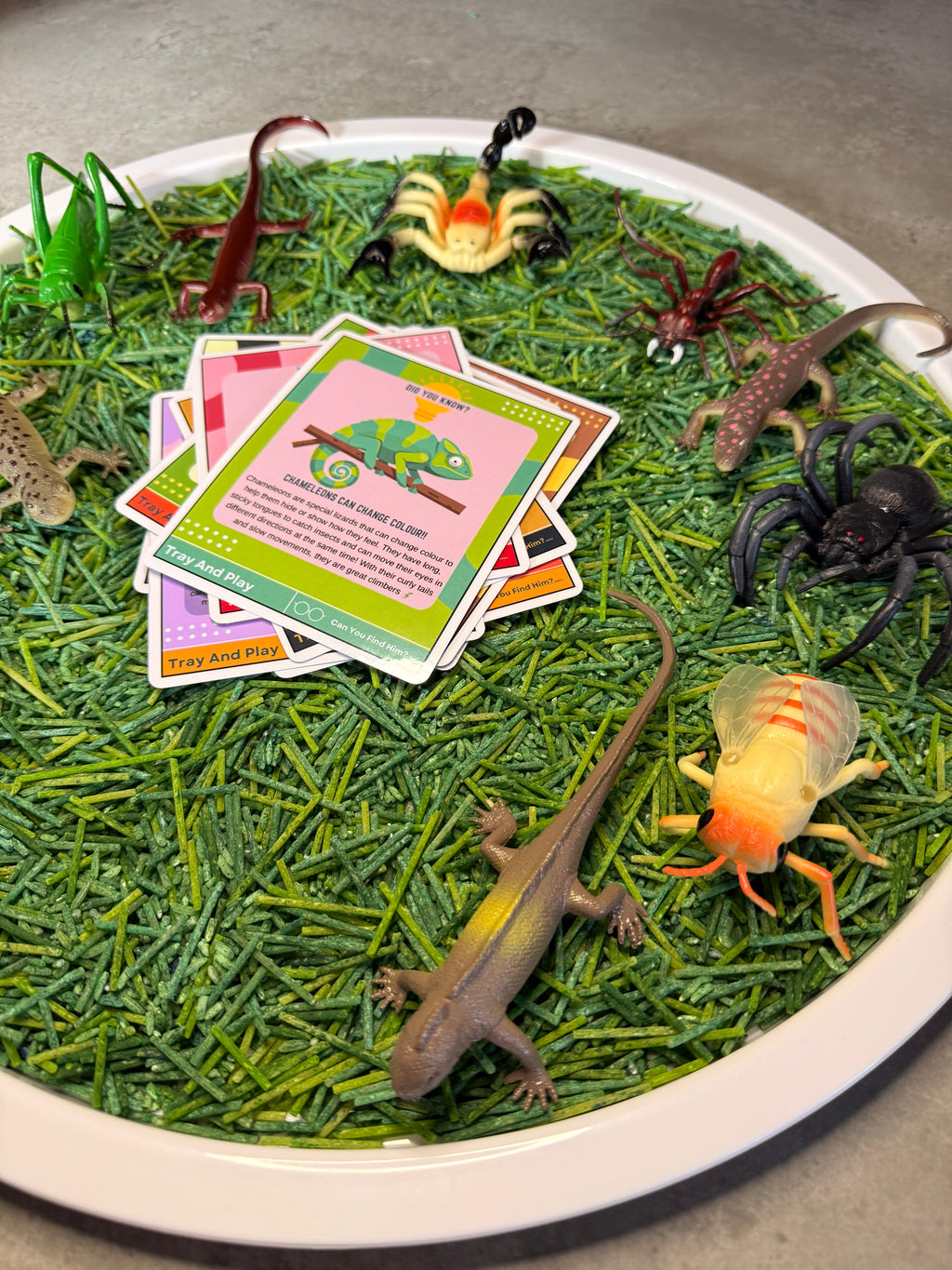 Reptile & Insect Sensory Play Kit
